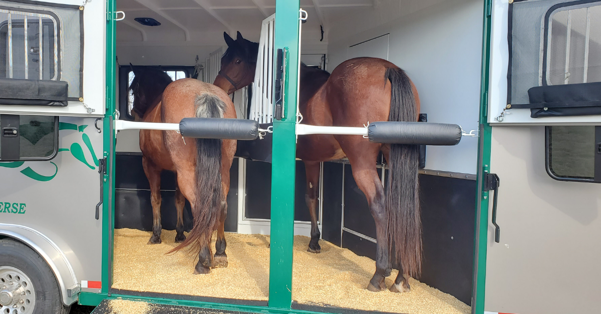 Keep Your Horse Safe While Towing with These Safety Tips